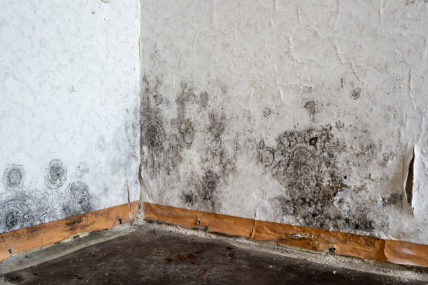 Best Attic Mold Removal  in Sudden Valley, WA